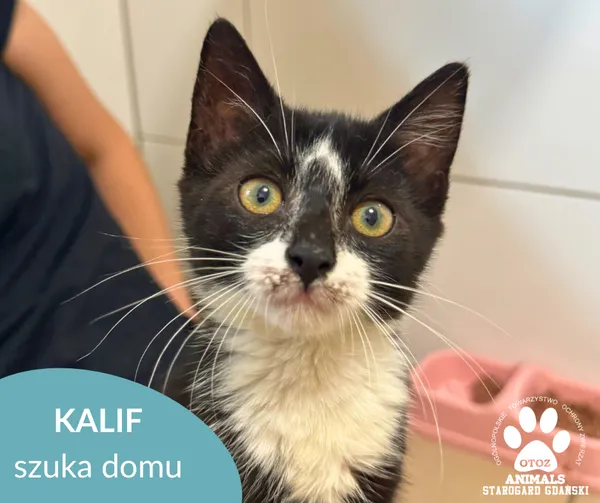Kot do adopcji, Starogard Gdański, 20 sierpnia 2025