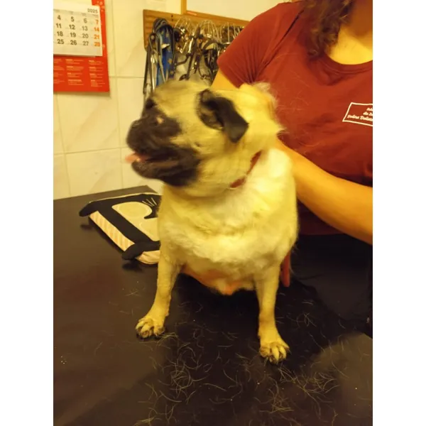 Znaleziono psa, Białystok, 23 lipca 2025