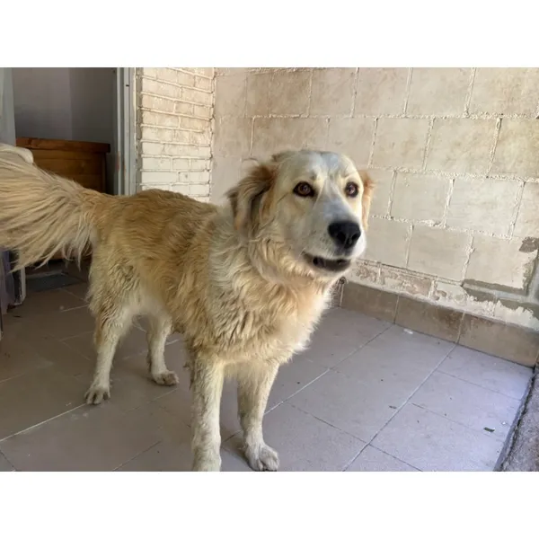 Znaleziono psa, Białystok, 21 czerwca 2025 (5/5)