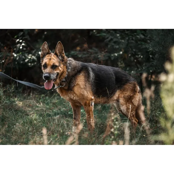 Znaleziono psa, Białystok, 1 czerwca 2025 (1/5)