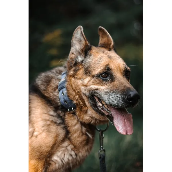 Znaleziono psa, Białystok, 1 czerwca 2025 (2/5)