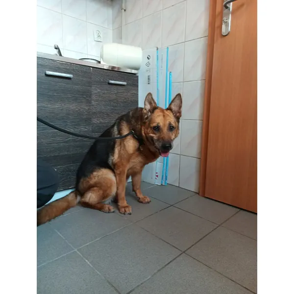 Znaleziono psa, Białystok, 1 czerwca 2025 (5/5)