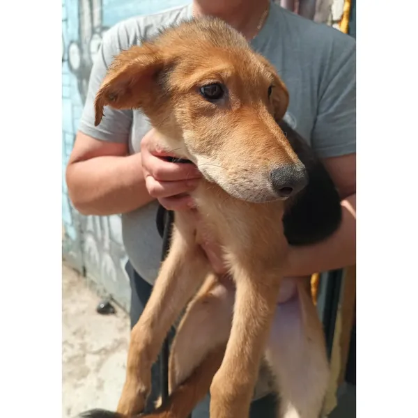 Znaleziono psa, Białystok, 15 lipca 2025