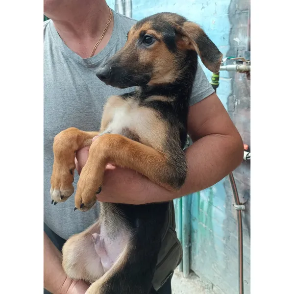 Znaleziono psa, Białystok, 15 lipca 2025