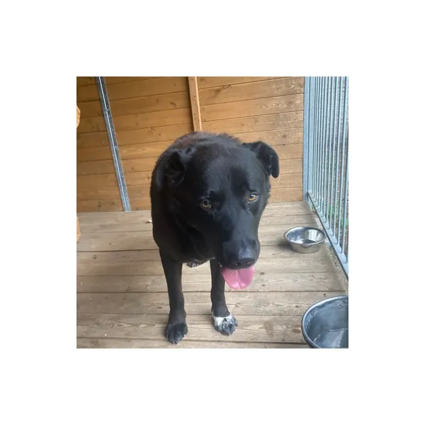 Znaleziono psa, Białystok, 31 lipca 2025