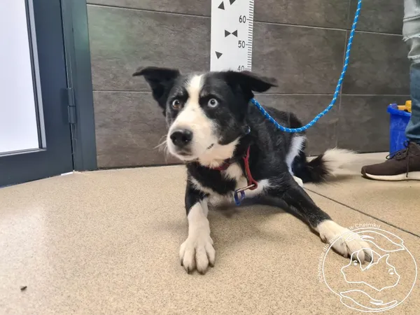 Pies do adopcji, Chełmek, 21 lipca 2025