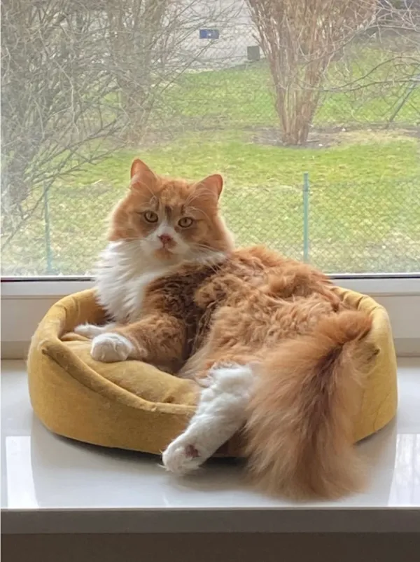 Zaginął kot, Warszawa, Solec, 21 sierpnia 2025