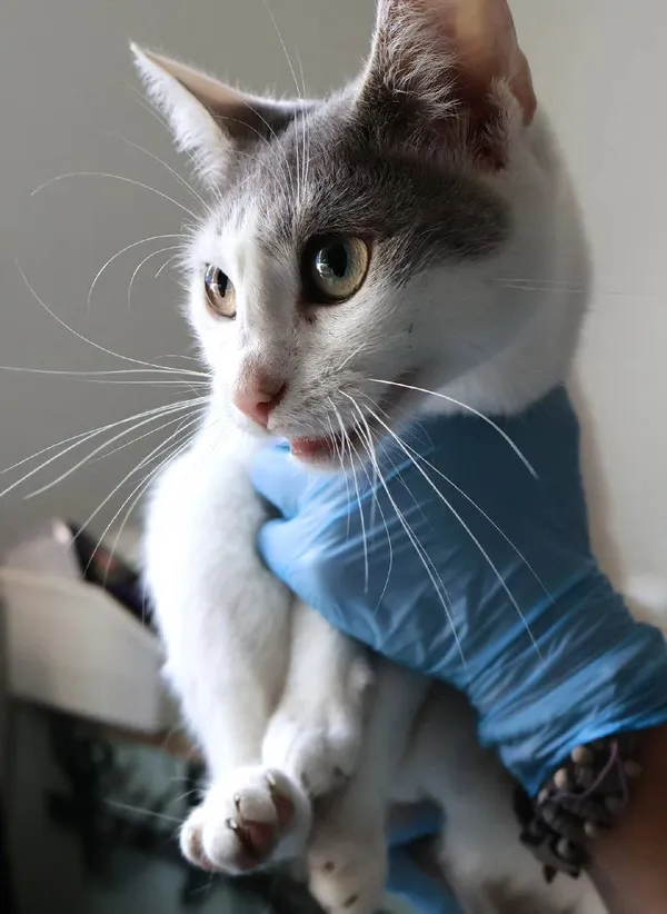 Znaleziono kota, Łódź, 20 sierpnia 2025 (2/2)