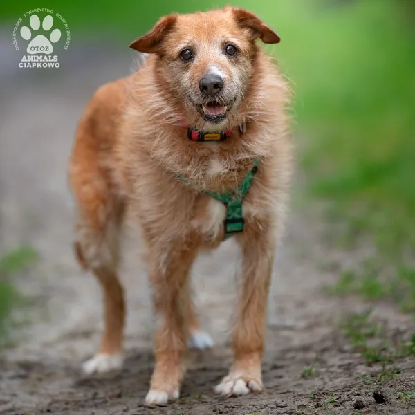 Pies do adopcji, Gdynia, 20 sierpnia 2025 (2/4)