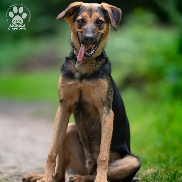 Pies do adopcji, Gdynia, 20 sierpnia 2025 (2/4)