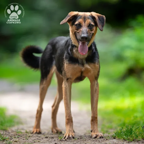 Pies do adopcji, Gdynia, 20 sierpnia 2025 (3/4)