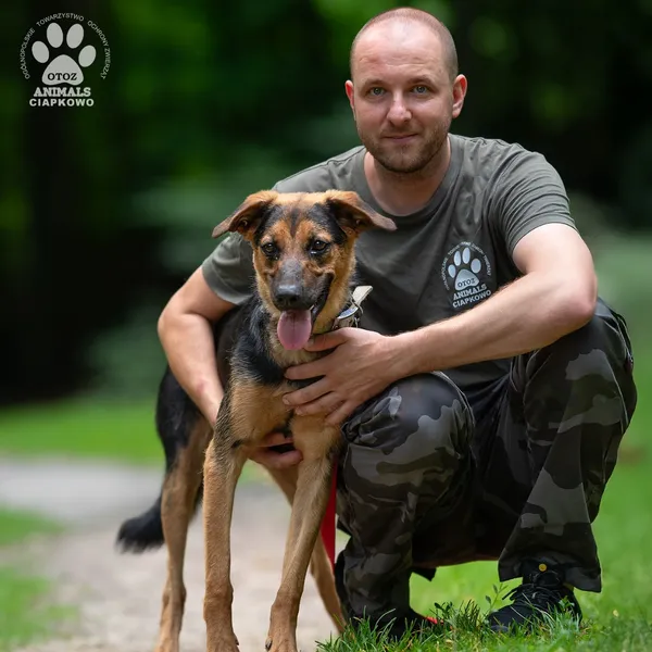 Pies do adopcji, Gdynia, 20 sierpnia 2025 (4/4)
