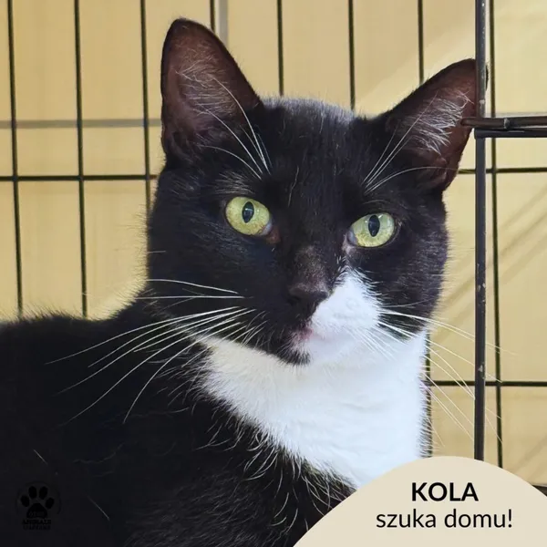 Kot do adopcji, Gdynia, 20 sierpnia 2025 (1/5)