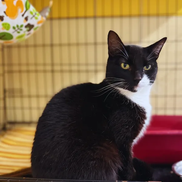 Kot do adopcji, Gdynia, 20 sierpnia 2025 (2/5)