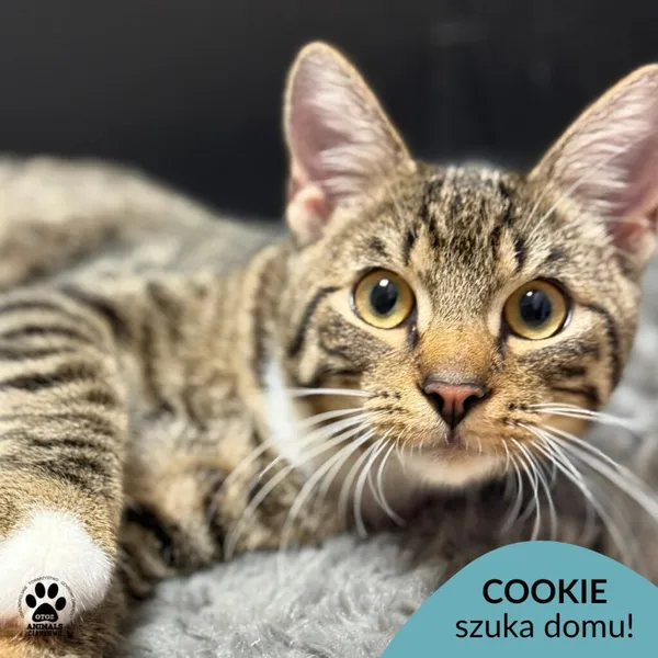 Kot do adopcji, Gdynia, 20 sierpnia 2025 (1/5)