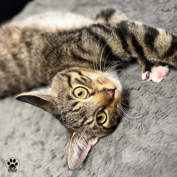 Kot do adopcji, Gdynia, 20 sierpnia 2025 (2/5)