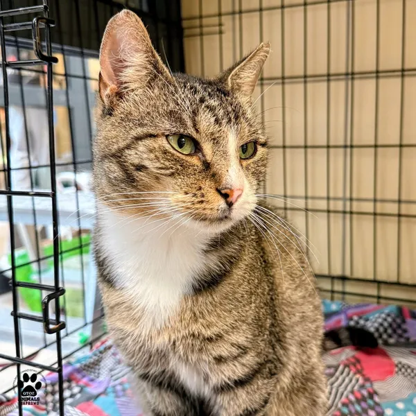 Kot do adopcji, Gdynia, 20 sierpnia 2025 (2/5)