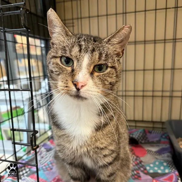 Kot do adopcji, Gdynia, 20 sierpnia 2025 (4/5)