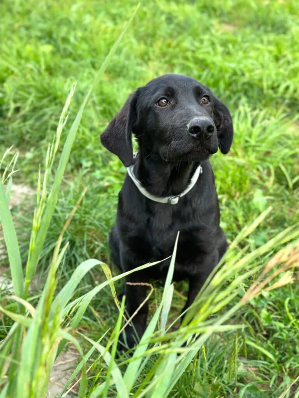 Pies do adopcji, Korabiewice, 20 sierpnia 2025 (1/5)