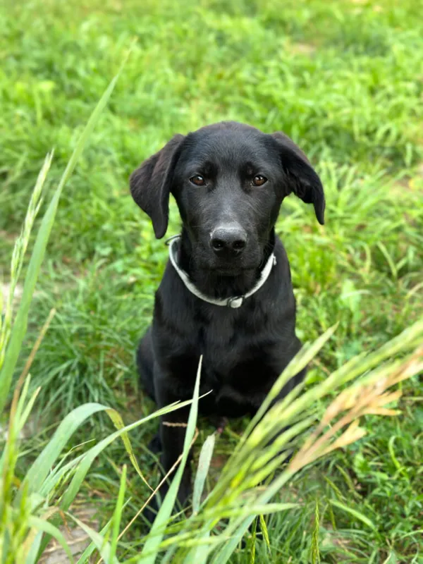 Pies do adopcji, Korabiewice, 20 sierpnia 2025 (2/5)