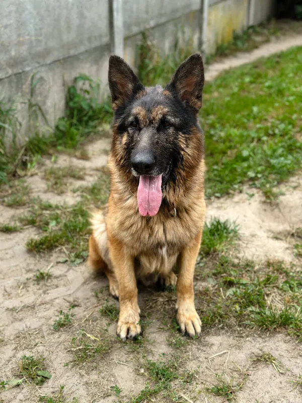 Pies do adopcji, Korabiewice, 20 sierpnia 2025 (4/5)