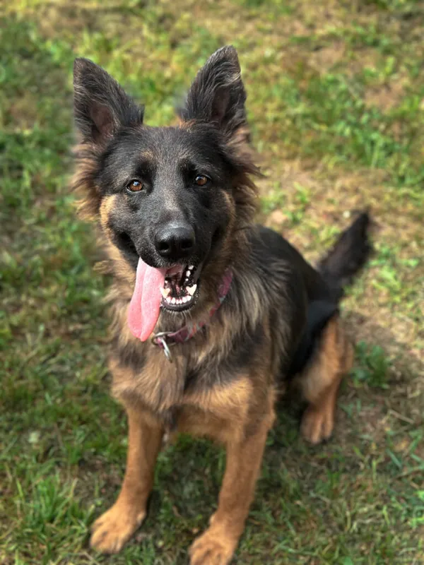 Pies do adopcji, Korabiewice, 20 sierpnia 2025 (2/5)