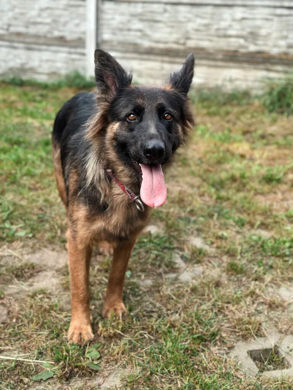 Pies do adopcji, Korabiewice, 20 sierpnia 2025 (5/5)