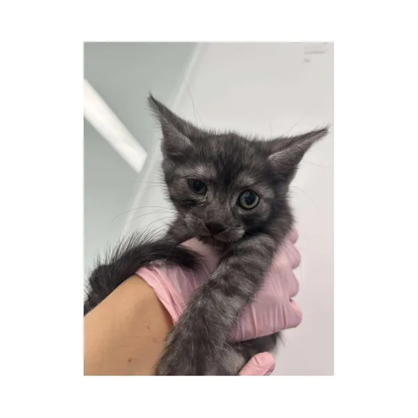 Znaleziono kota, Białystok, 2 lipca 2025