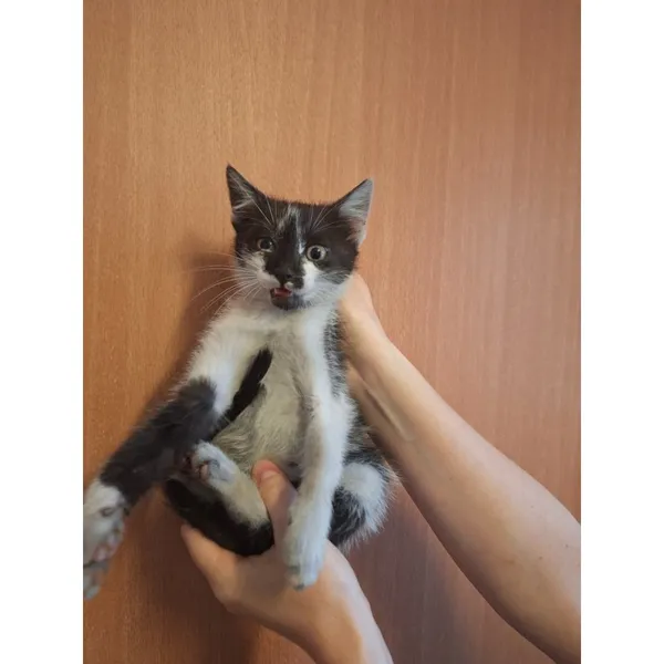 Znaleziono kota, Białystok, 10 lipca 2025