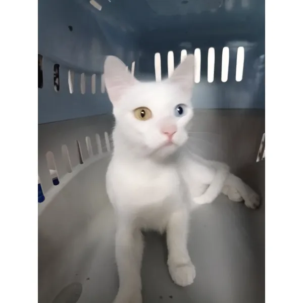 Znaleziono kota, Białystok, 16 lipca 2025