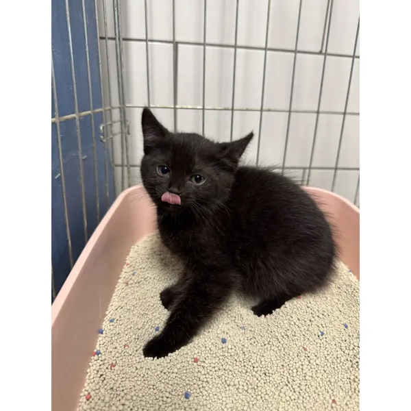 Znaleziono kota, Białystok, 20 lipca 2025