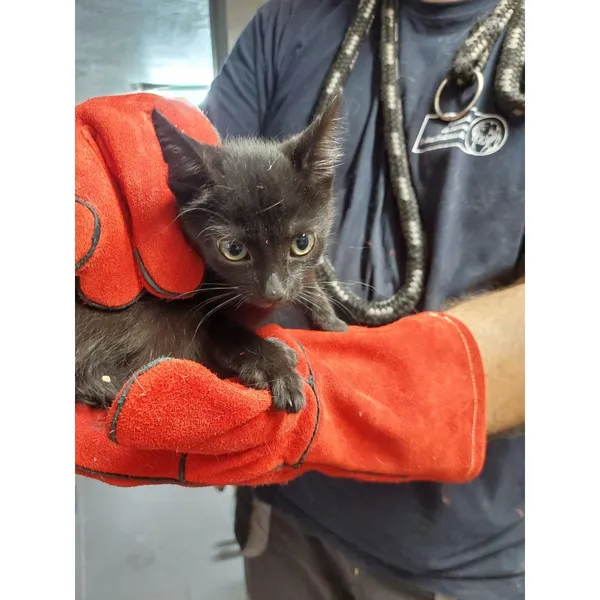 Znaleziono kota, Białystok, 4 sierpnia 2025