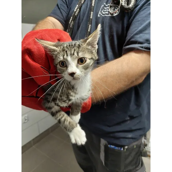 Znaleziono kota, Białystok, 4 sierpnia 2025