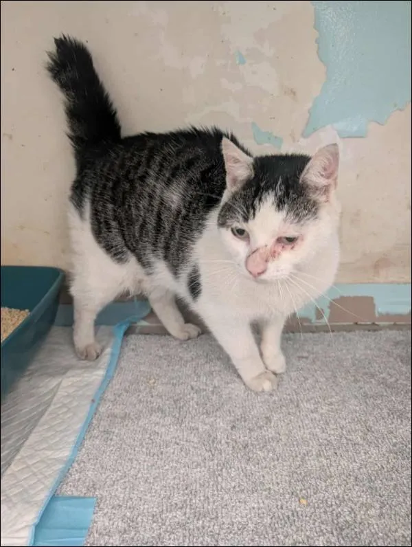 Znaleziono kota, Grudziądz, 17 sierpnia 2025