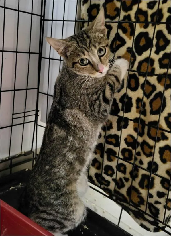 Znaleziono kota, Grudziądz, 20 sierpnia 2025