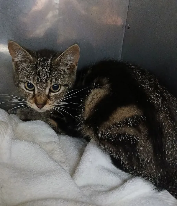 Znaleziono kota, Gdańsk, 17 sierpnia 2025