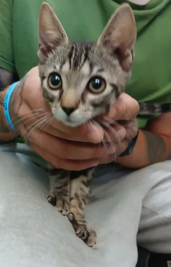 Znaleziono kota, Gdańsk, 16 sierpnia 2025