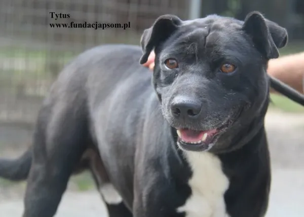 Pies do adopcji, Nowy Dwór Mazowiecki, 20 sierpnia 2025 (1/5)