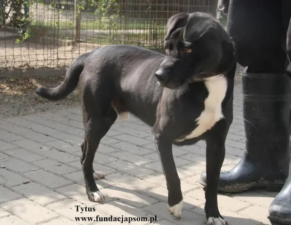 Pies do adopcji, Nowy Dwór Mazowiecki, 20 sierpnia 2025 (3/5)
