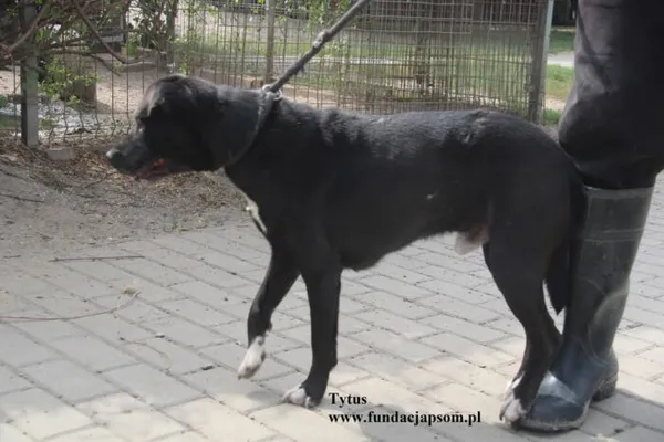 Pies do adopcji, Nowy Dwór Mazowiecki, 20 sierpnia 2025 (4/5)