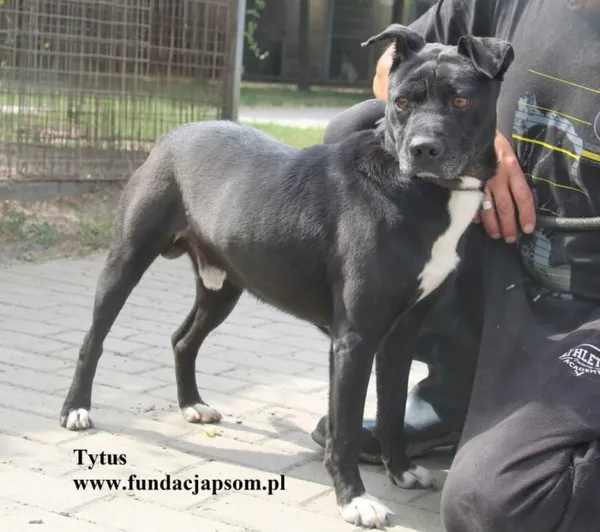 Pies do adopcji, Nowy Dwór Mazowiecki, 20 sierpnia 2025 (5/5)