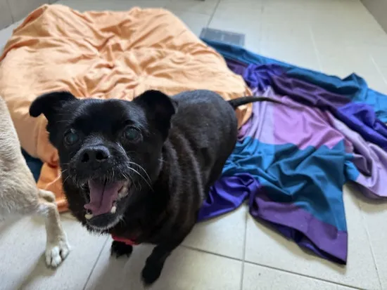 Pies do adopcji, Kraków, 27 lipca 2025