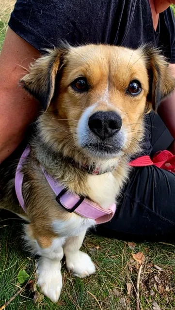 Pies do adopcji, Piła, 26 czerwca 2025 (1/5)