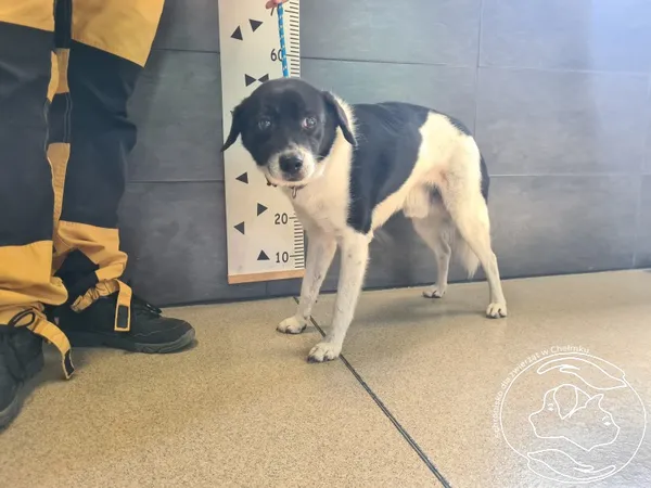 Znaleziono psa, Chełmek, 21 sierpnia 2025