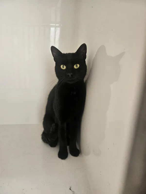 Kot do adopcji, Orzechowce, 21 sierpnia 2025 (2/5)