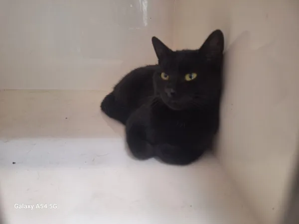 Kot do adopcji, Orzechowce, 21 sierpnia 2025 (4/5)