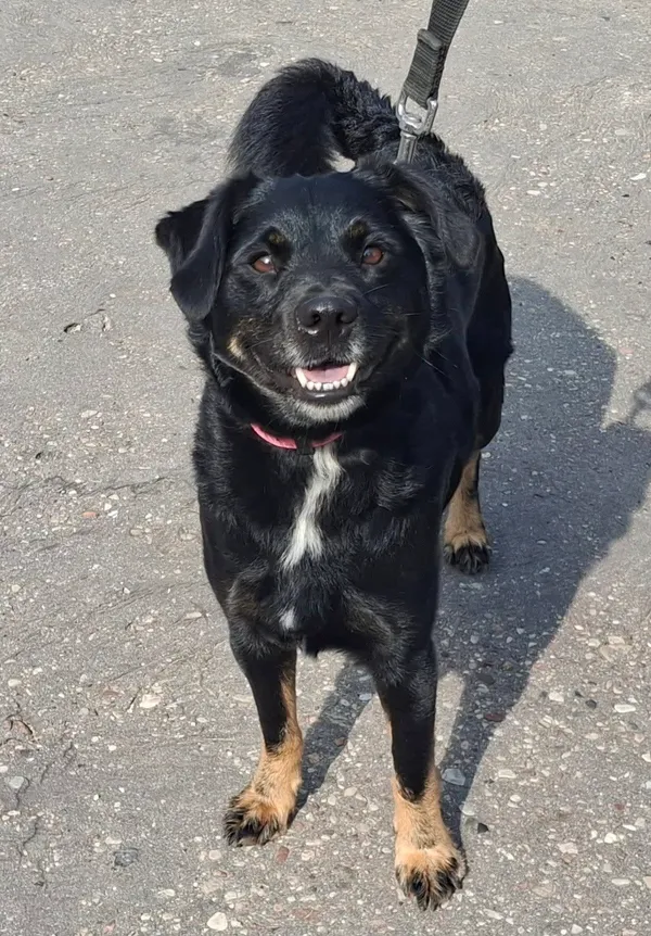 Pies do adopcji, Olsztyn, 3 sierpnia 2025 (1/3)