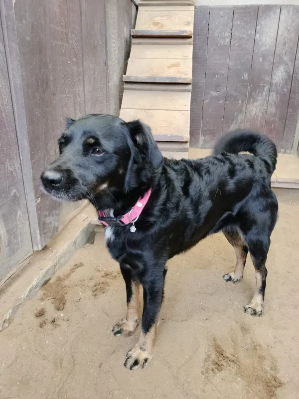 Pies do adopcji, Olsztyn, 3 sierpnia 2025 (2/3)