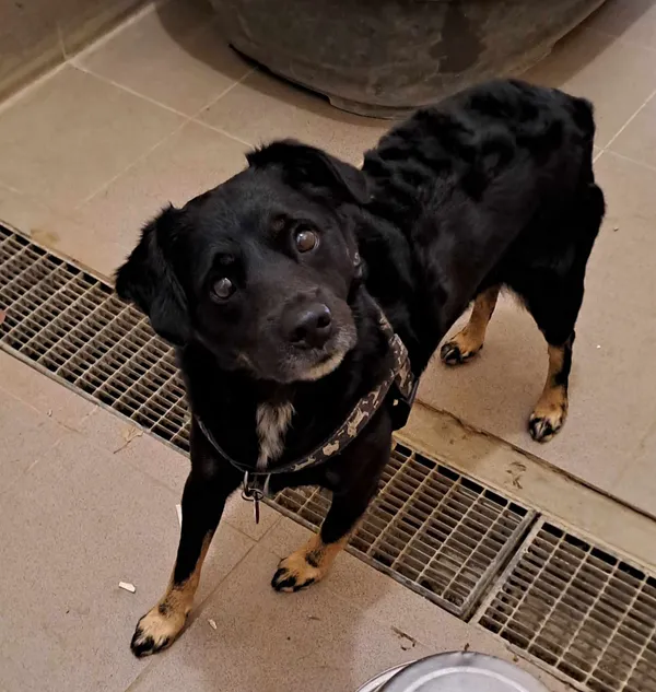 Pies do adopcji, Olsztyn, 3 sierpnia 2025 (3/3)