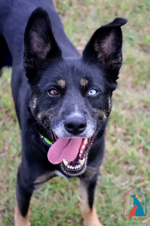 Pies do adopcji, Grudziądz, 28 lipca 2025 (1/5)